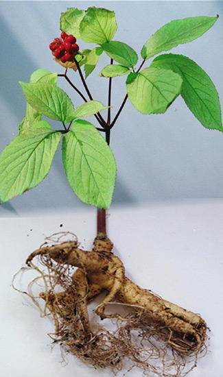 ginseng-tree.jpg